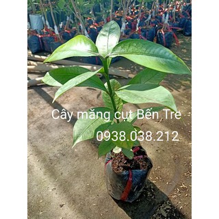 CÂY GIỐNG MĂNG CỤT BẾN TRE