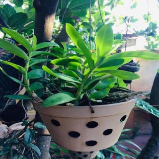 Hoa lan trầm tím thái lan ( cao 25cm, cây to đẹp, chất lượng)