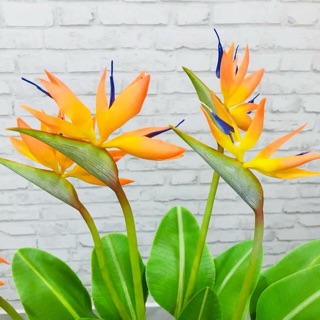 Màu pansy chuyên làm hoa đât sét