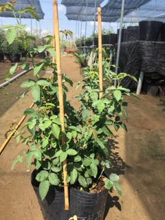 Hồng cổ Son môi