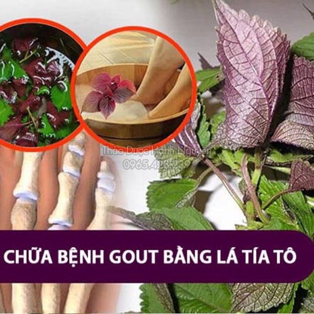 Trà Tía Tô (Hỗ trợ cho người bị gout, men gan cao, giảm đau nhức xương khớp) - Bịch 50 Túi Lọc