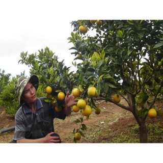 Cây cam vinh