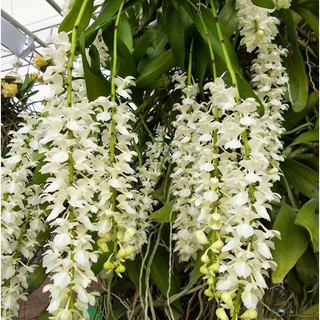 1 BÓ LAN GIÁNG HƯƠNG LAN TAM BẢO SẮC - Hàng chuẩn Rừng - Hoa siêu đẹp, THƠM