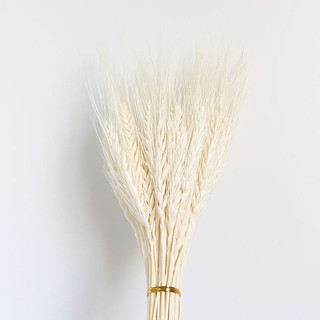 🌸FREE SHIP🌸Hoa Lúa Mạch Khô🌸Decor, Chụp ảnh