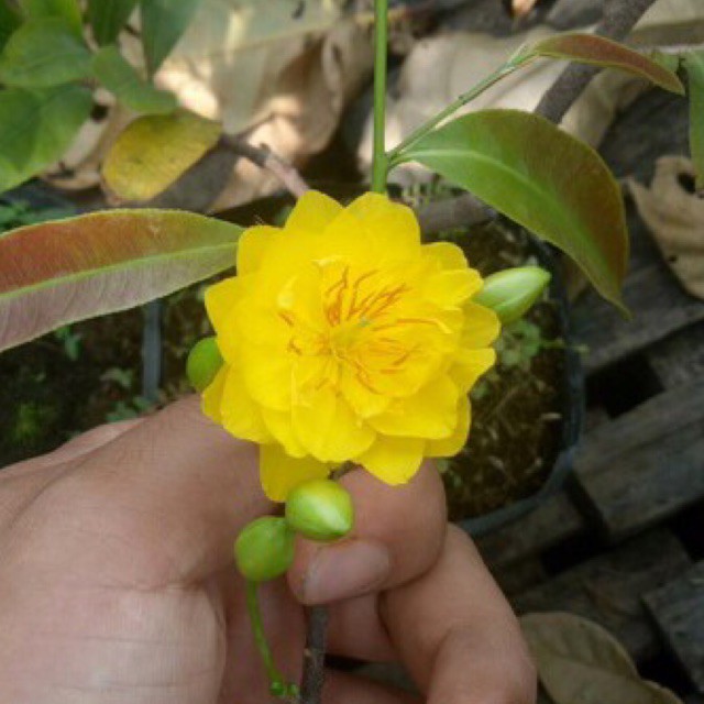 Cây mai cúc thọ hương