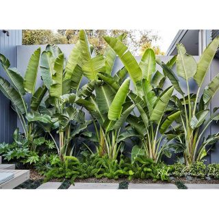 Chuối rẻ quạt.... loại đẹp.... ngắt ngây