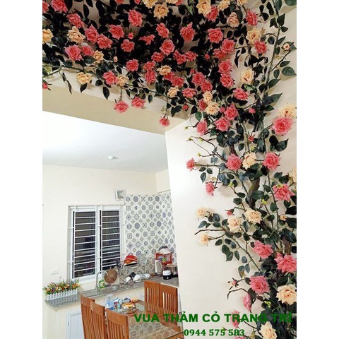 Combo số 17__Hồng dây leo treo tường