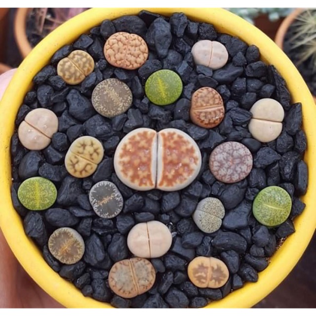 Combo 10 lithop/thạch lan/sen mông 1.2-2cm