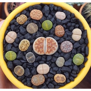 Combo 10 lithop/thạch lan/sen mông 1.2-2cm