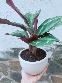 Chậu cây đuôi công