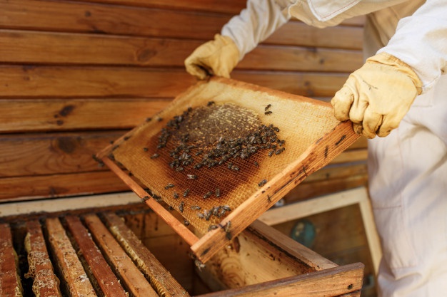 [HÓT HÓT] Mật ong HOA RỪNG TỰ NHIÊN 70gam (Phát hiện hàng giả đền gấp 10 lần)