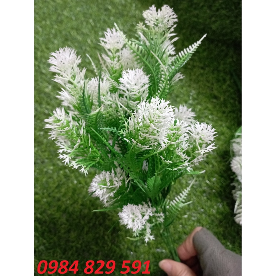 Cụm điểm dương xỉ có hoa