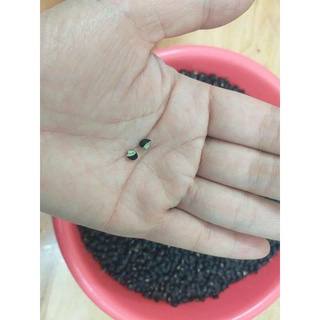 Đỗ đen xanh lòng hạt nhỏ giống cũ 1kg