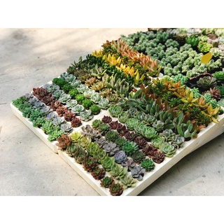 Sen đá mini size vỉ