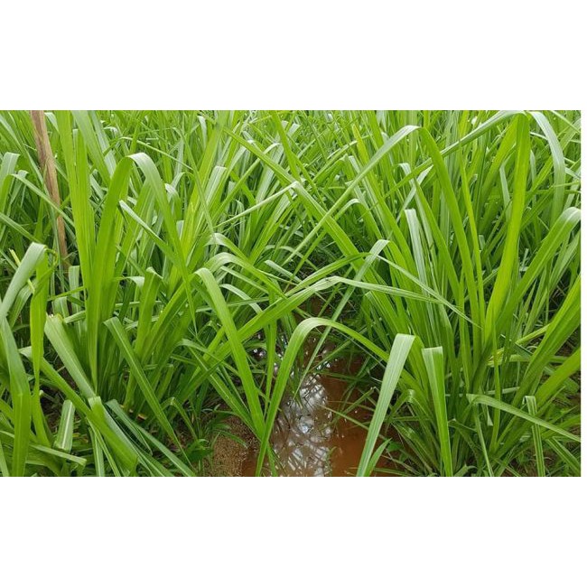 HẠT GIỐNG CỎ CHỊU NGẬP UBON PASPALUM - GÓI 100 GRAM