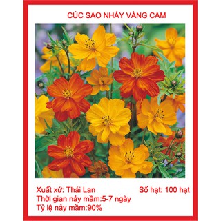 HẠT GIỐNG CÚC SAO NHÁI VÀNG CAM 100 HẠT