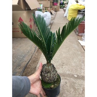 Cây Vạn Tuế mini- Tiệm Cây Mầm Non