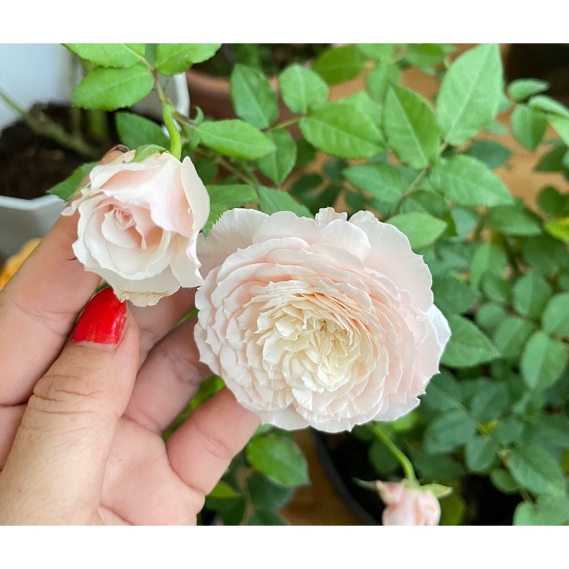 hoa hồng Misaki(bụi) hồng phấn