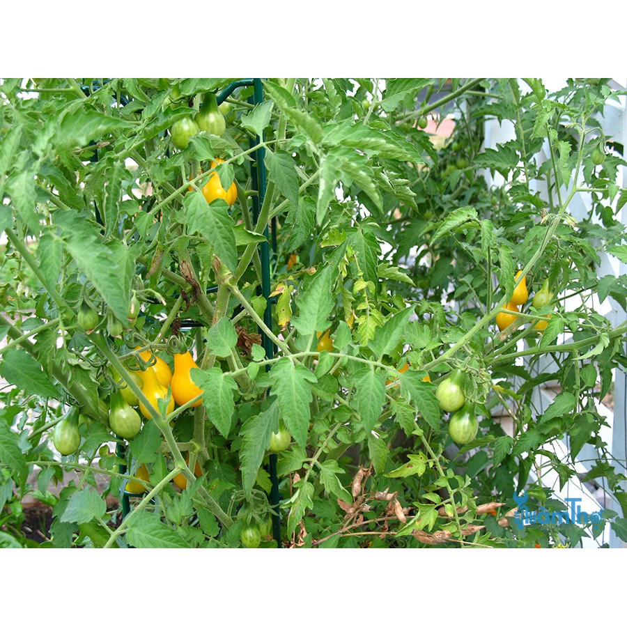 Hạt Giống Cà Chua Qủa Lê Vàng  - Giàu Dinh Dưỡng, Năng Suất Cao - MUA 3 TẶNG 1 CÙNG LOẠI