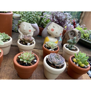 CHẬU SEN ĐÁ MINI GIÁ SIÊU YÊU