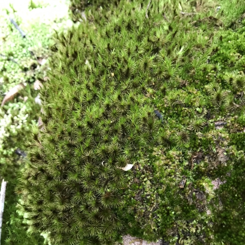 Rêu Common Haircap