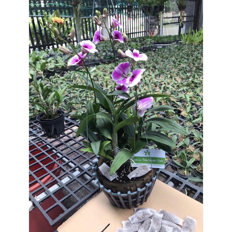 Dendro Yaya Mini Siêu Siêng Hoa