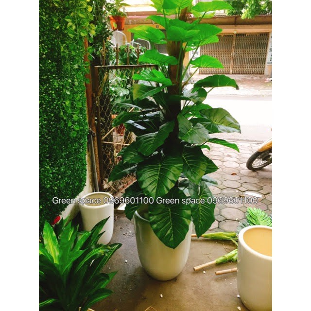 Cây Trầu Bà Đẹp Cao 1m6, 63 lá Hàng loại 1 - Ko kèm chậu