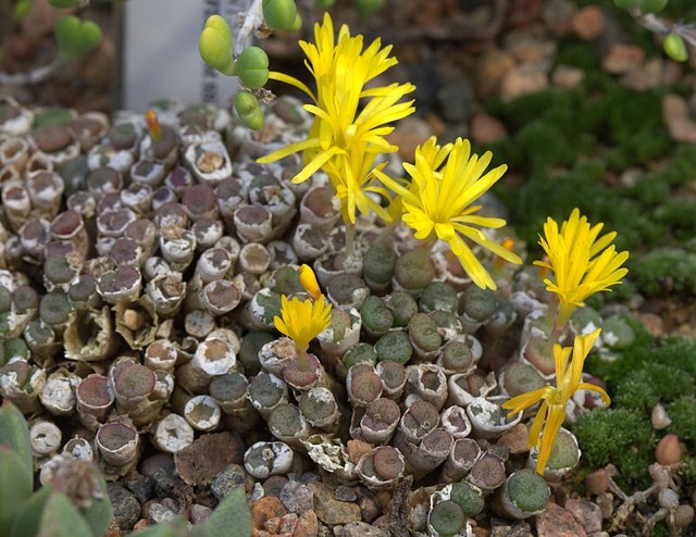Cây conophytum obcordellum