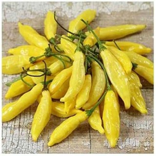 hạt giống ớt chanh lemon mỹ 10h