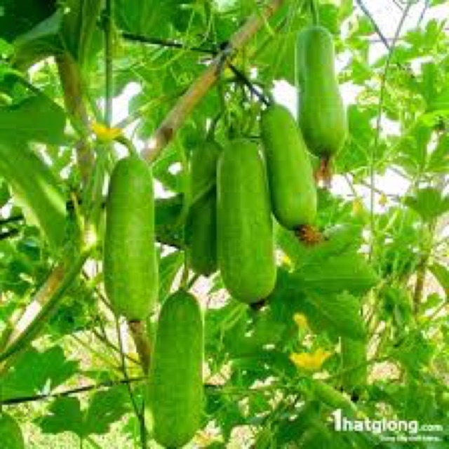 hạt giống bí đao chanh gói 1gram