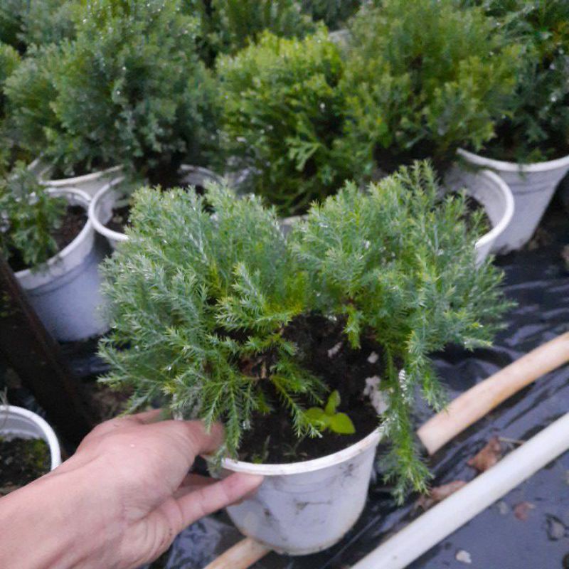 Cây tùng bồng lai - cây phong thủy trồng bonsai | BigBuy360 - bigbuy360.vn