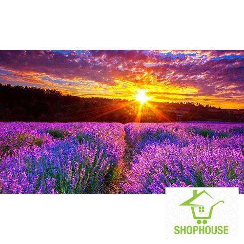 Shophouse Gói 100 hạt giống hoa oải hương LAVENDER  SHOP HOUSE  TẾT KHUYẾN MẠI