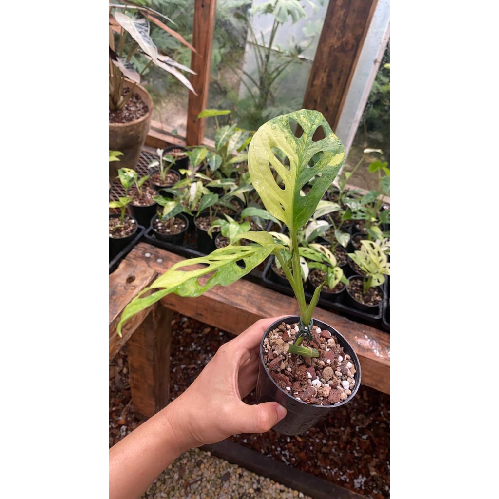 Đá Pumice Chiết Túi 1KG Size 1-2CM - Trồng Cây Sen Đá, Kiểng Lá, Xương Rồng, Phong Lan