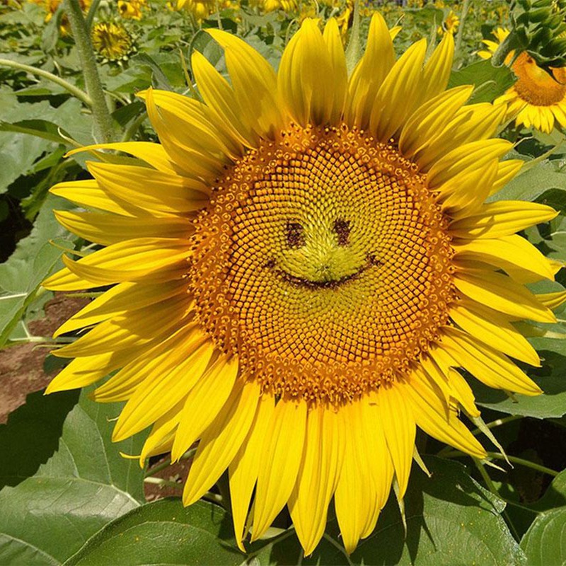 10 H - hạt giống hoa hướng dương mặt cười