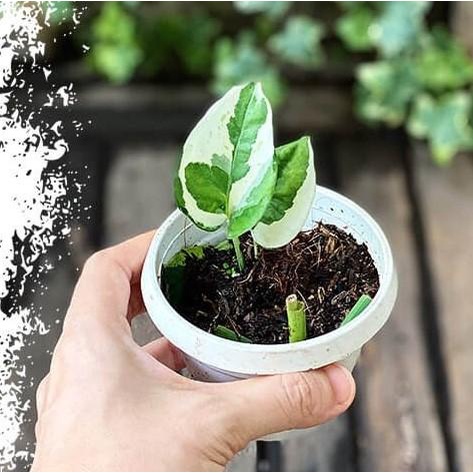 Cây giống Trầu Bà Snow Queen, Trầu Bà Nữ Hoàng Tuyết