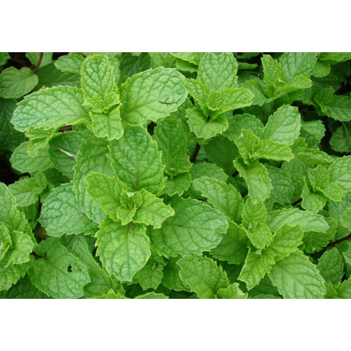 100h hạt giống rau húng bạc hà - húng lủi ( Mentha arvensis )