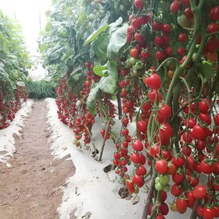 Gói 30 hạt giống cà chua chuỗi ngọc
