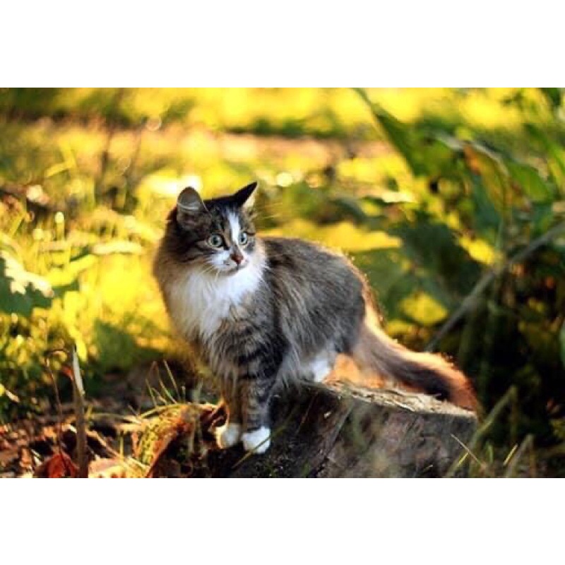 Ống kính MF Pentacon 50/1.8 ngàm M42