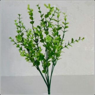 Cụm lá vảy ốc 7 nhánh