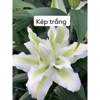 Combo 10 Củ Ly Thân cao Hoa Kép Màu Trắng (Củ Ly Giống