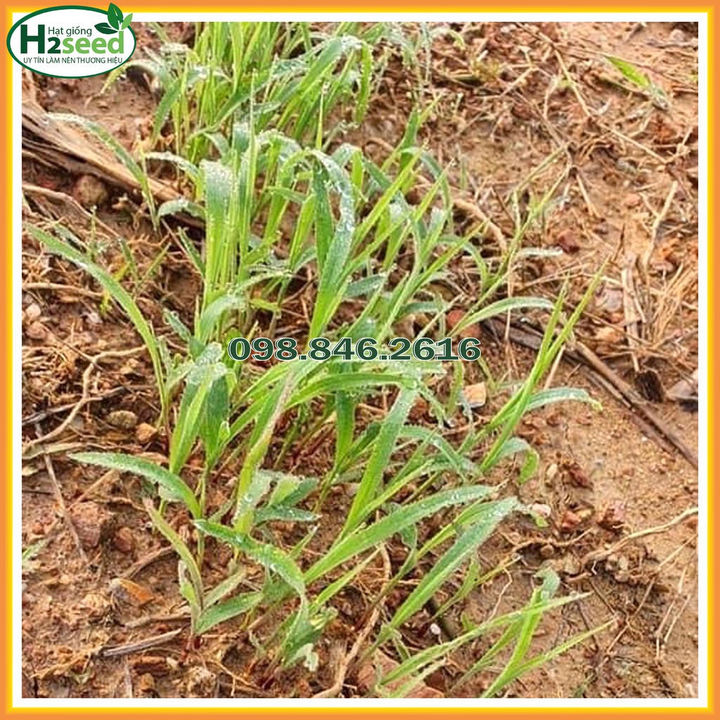 Hạt giống cỏ Voi Lai - gói 100g - Cỏ giàu dinh dưỡng dùng trong chăn nuôi trâu, bò, cá, thỏ...