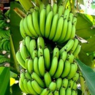 Cây chuối tiêu hồng