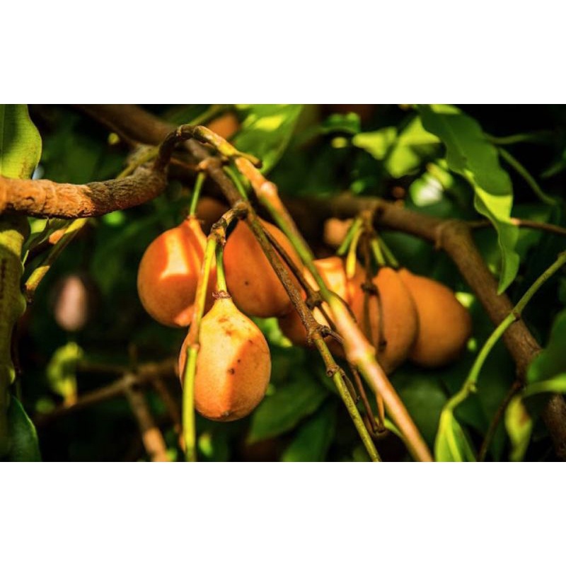 Cây Giống Măng Cụt Vàng