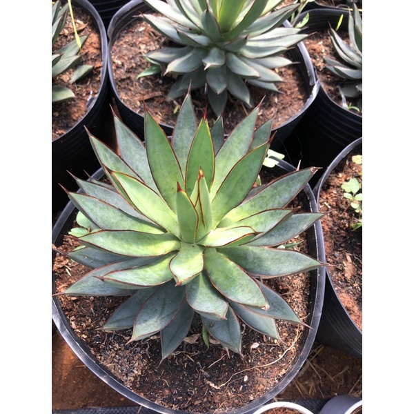 Agave burnt burgundy