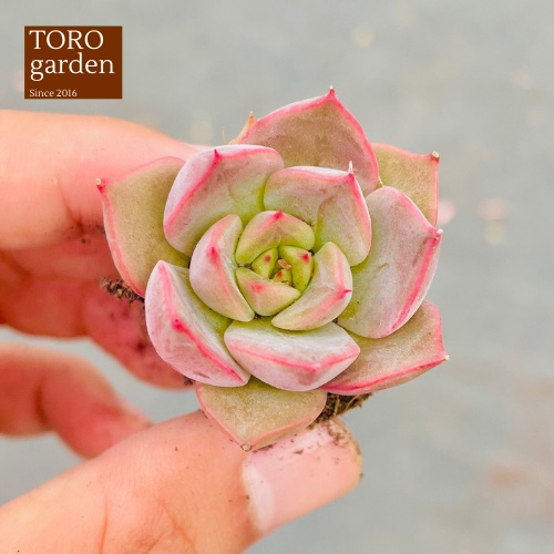 Sen đá đế vương xám Đà Lạt size mini cây cảnh trang trí nhà cửa Toro garden