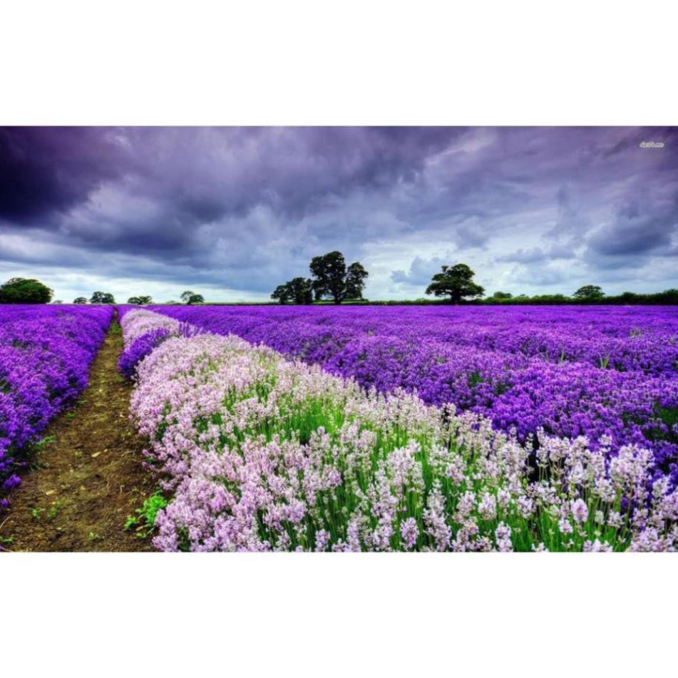 1 hạt giống hoa oải hương LAVENDER