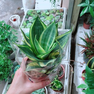 Chậu lưỡi hổ thái búp sen