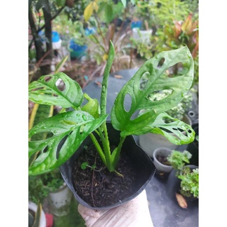 Trầu bà lá lổ, trầu bà cửa sổ