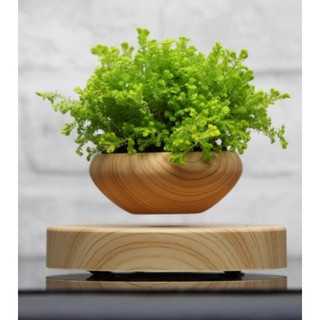 (Sản phẩm hot) Chậu cây bonsai bay (air bonsai)