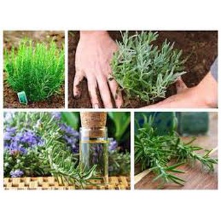 100 hạt giống hương thảo đuổi muỗi